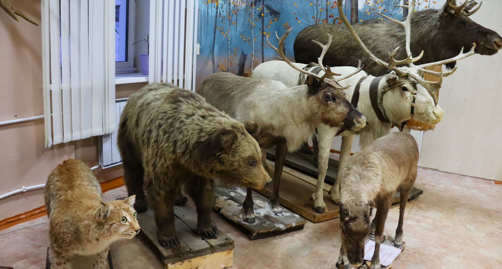 Экспозиции Североуральского краеведческого музея